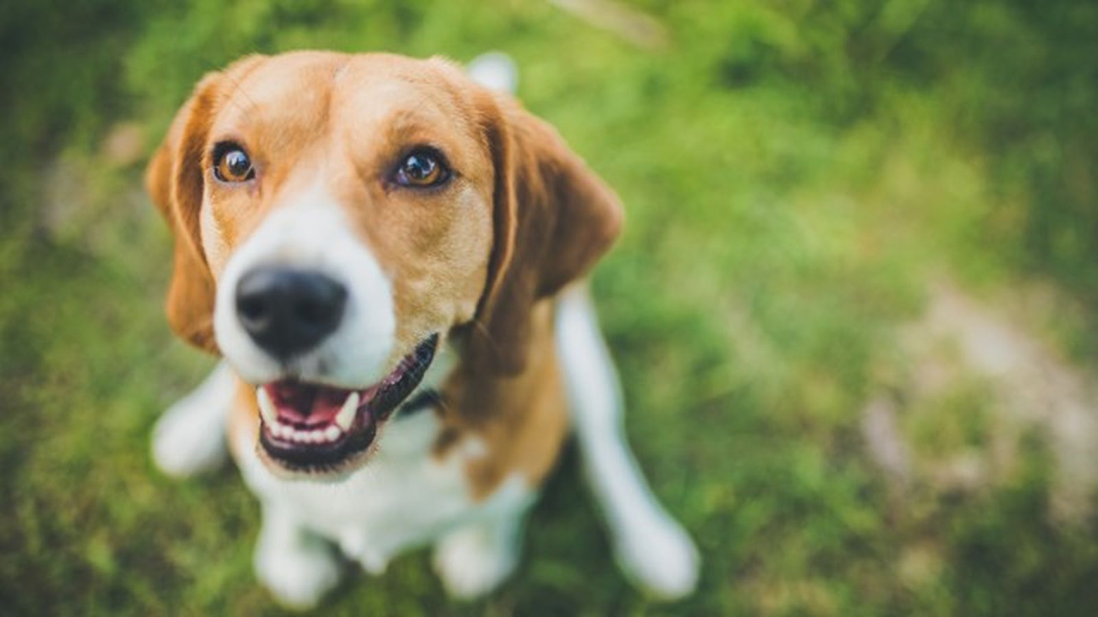 beagle 4