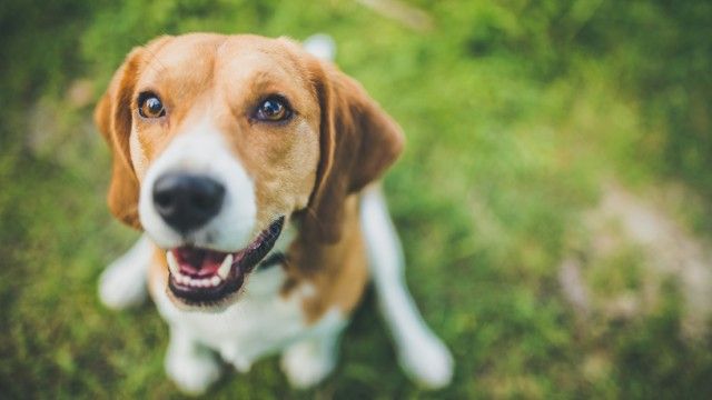 beagle 4