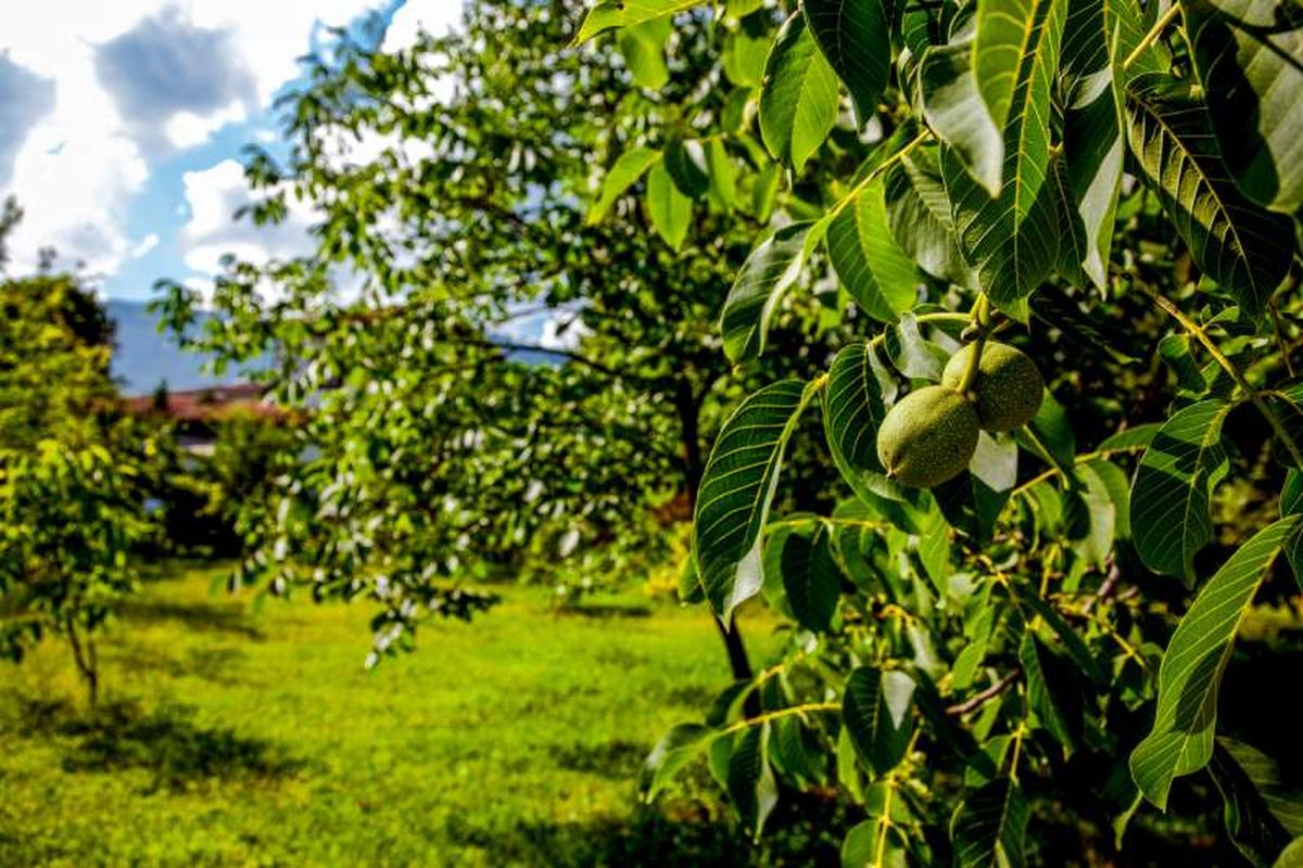 Nogal en el jardín.