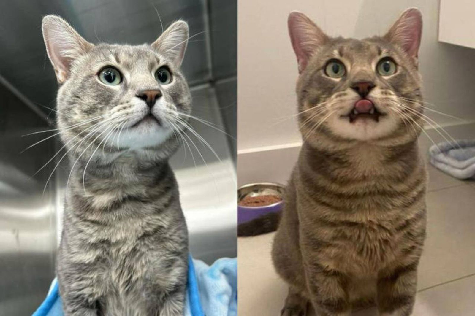 Rosen, el gato atigrado gris que se salvó a sí mismo / Fuente: Facebook - Little Wanderers NYC