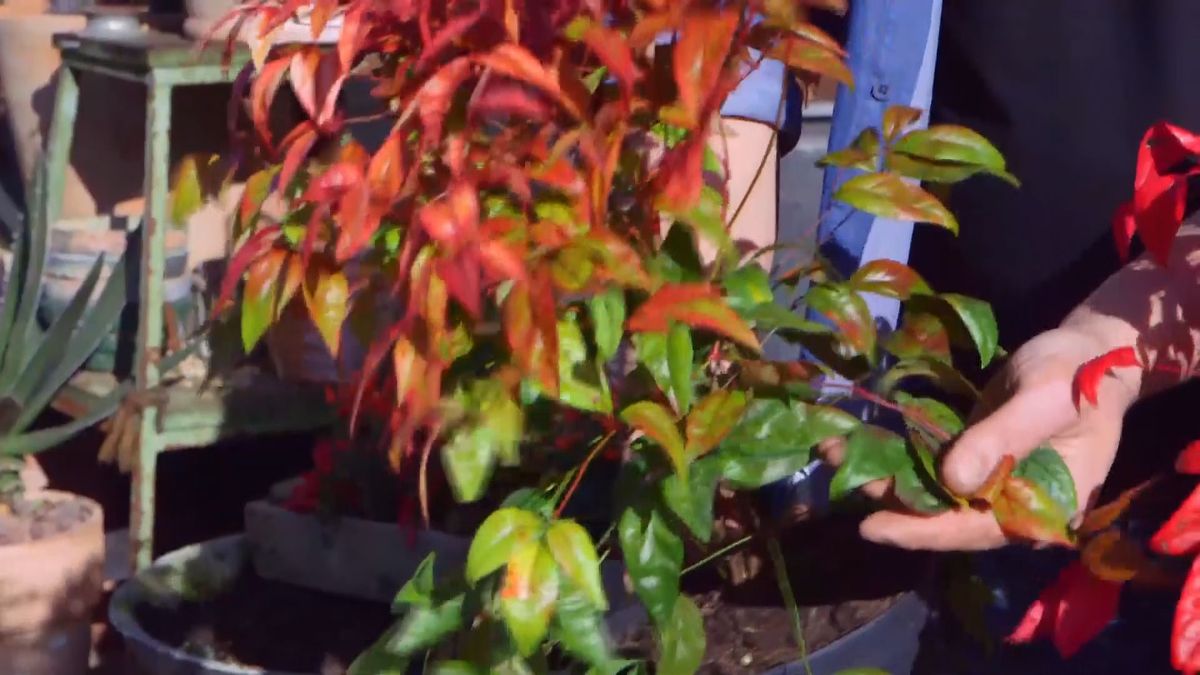 brico 937 3 variedades nandinas fire power hojas verdes