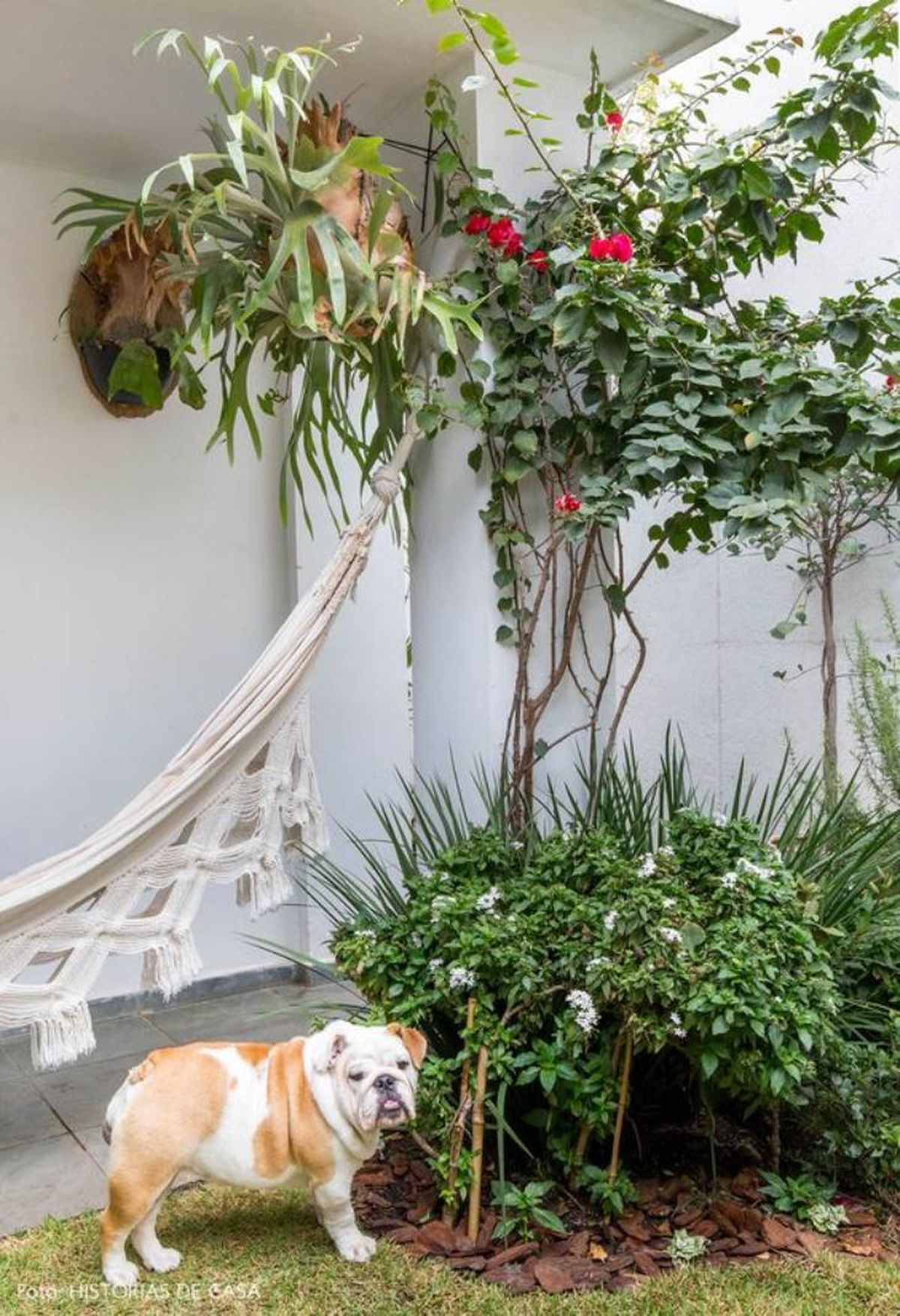 jardin pequeno arbol 2