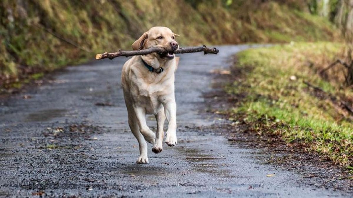 microchip para perros 2