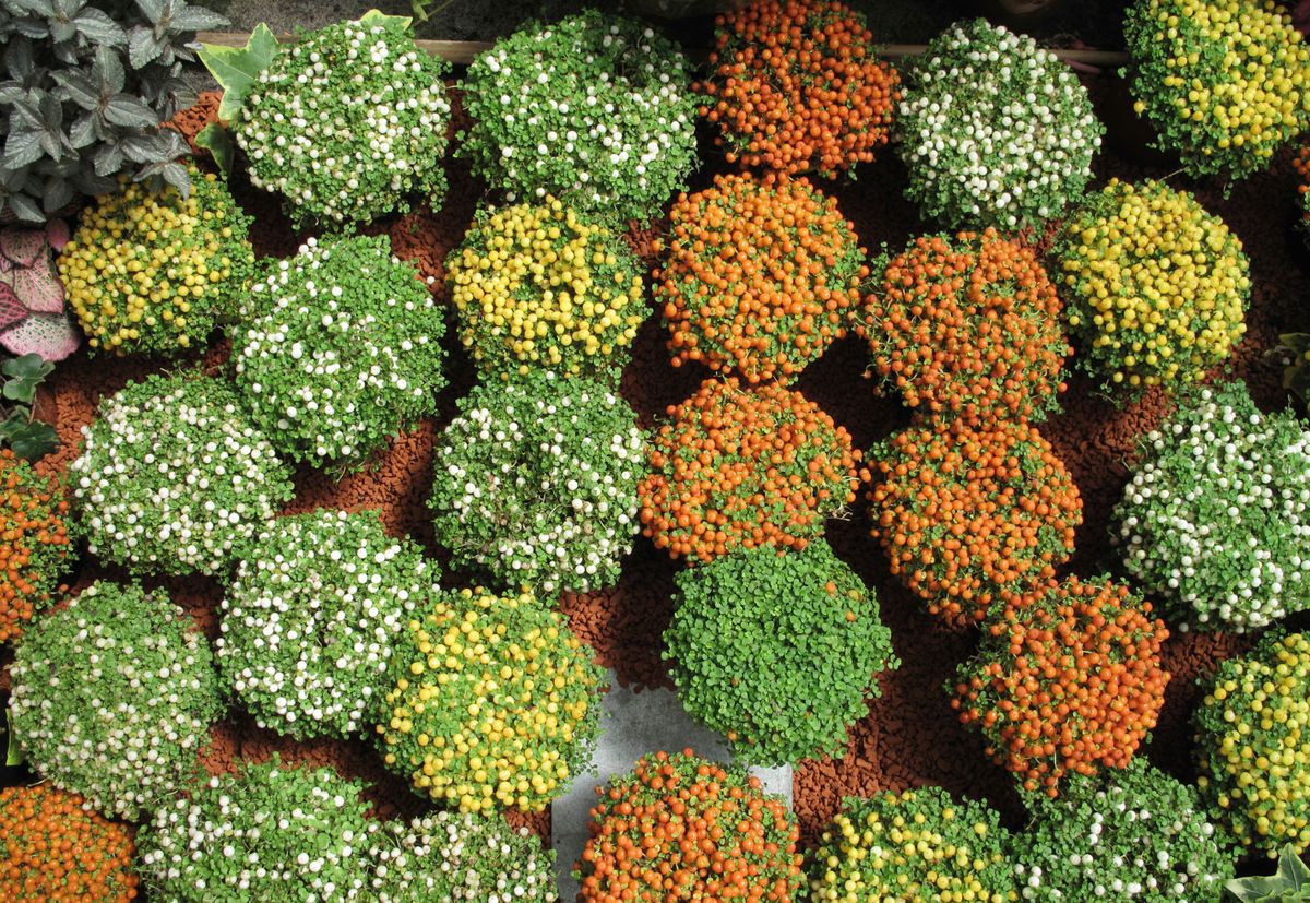 composicion con Nertera xl