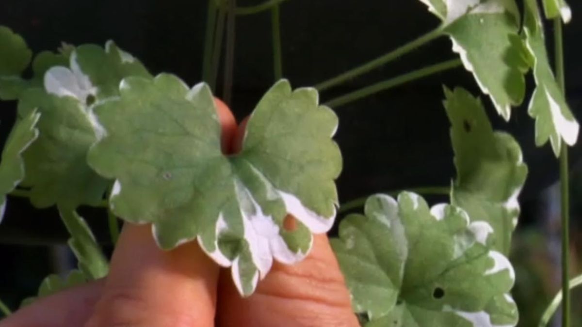 brico 762 Glechoma hederacea variegada hojas