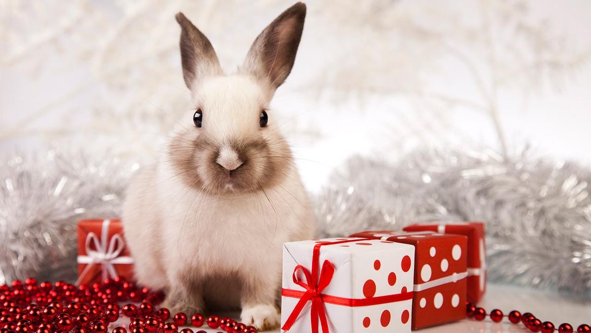 mascotas regalos navidad portada