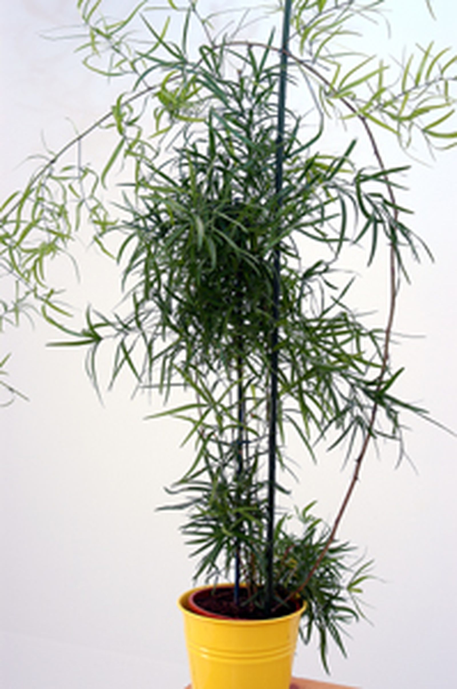 Asparagus falcatus