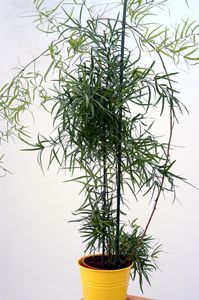 Asparagus falcatus