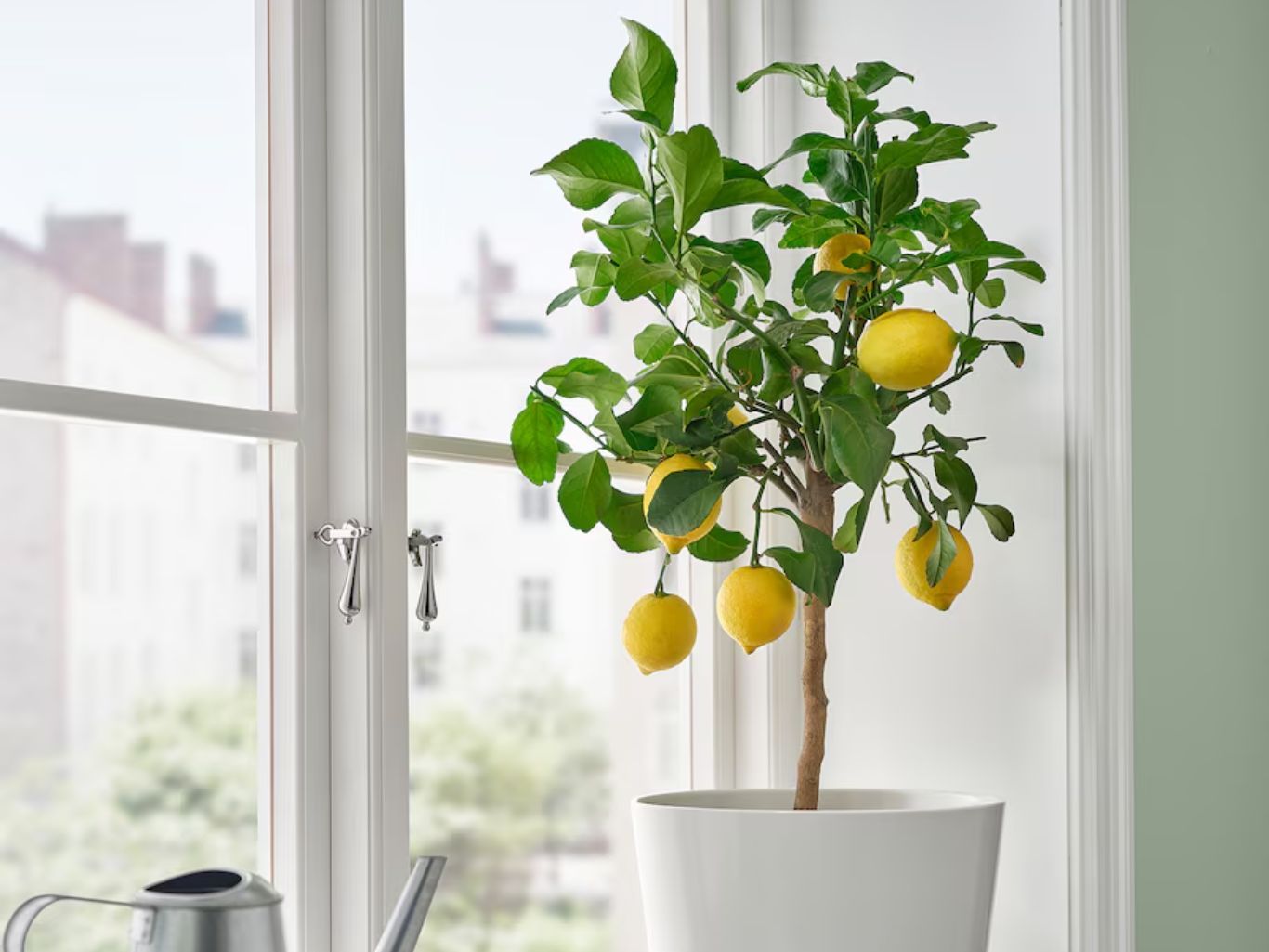 Limonero enano.