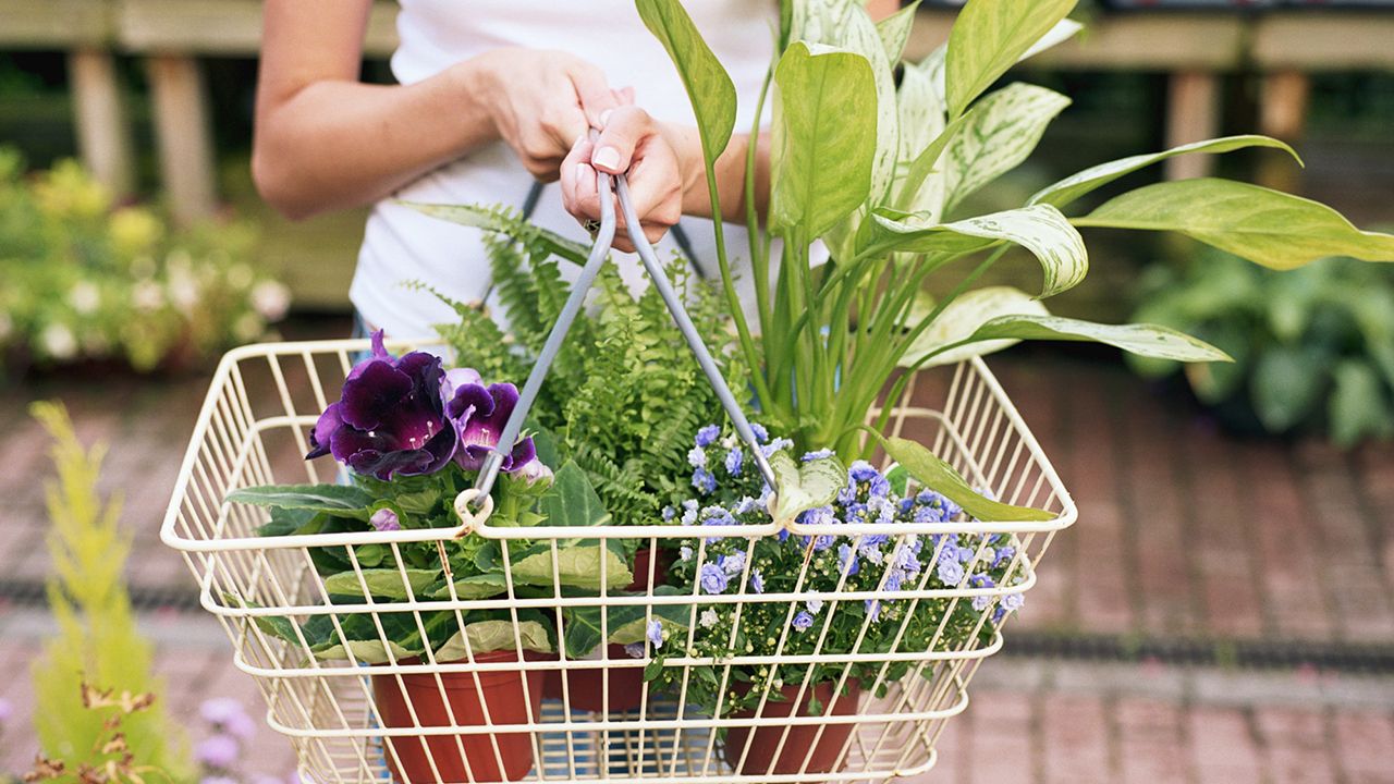 comprar plantas xl