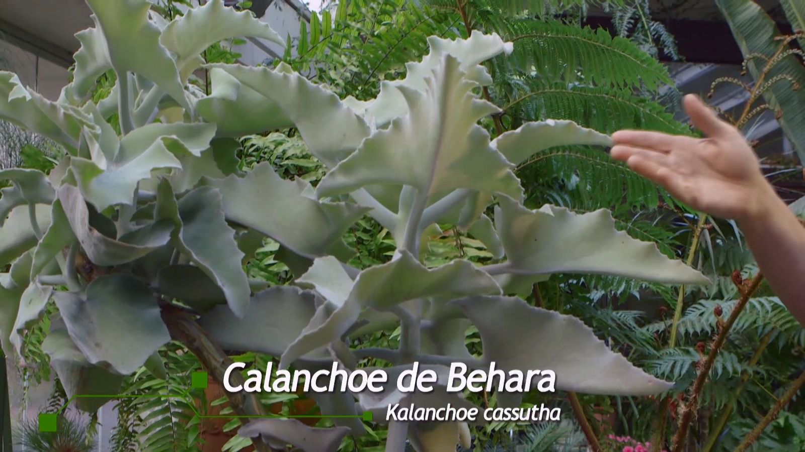 brico 933 3 kalanchoe beharensis xl