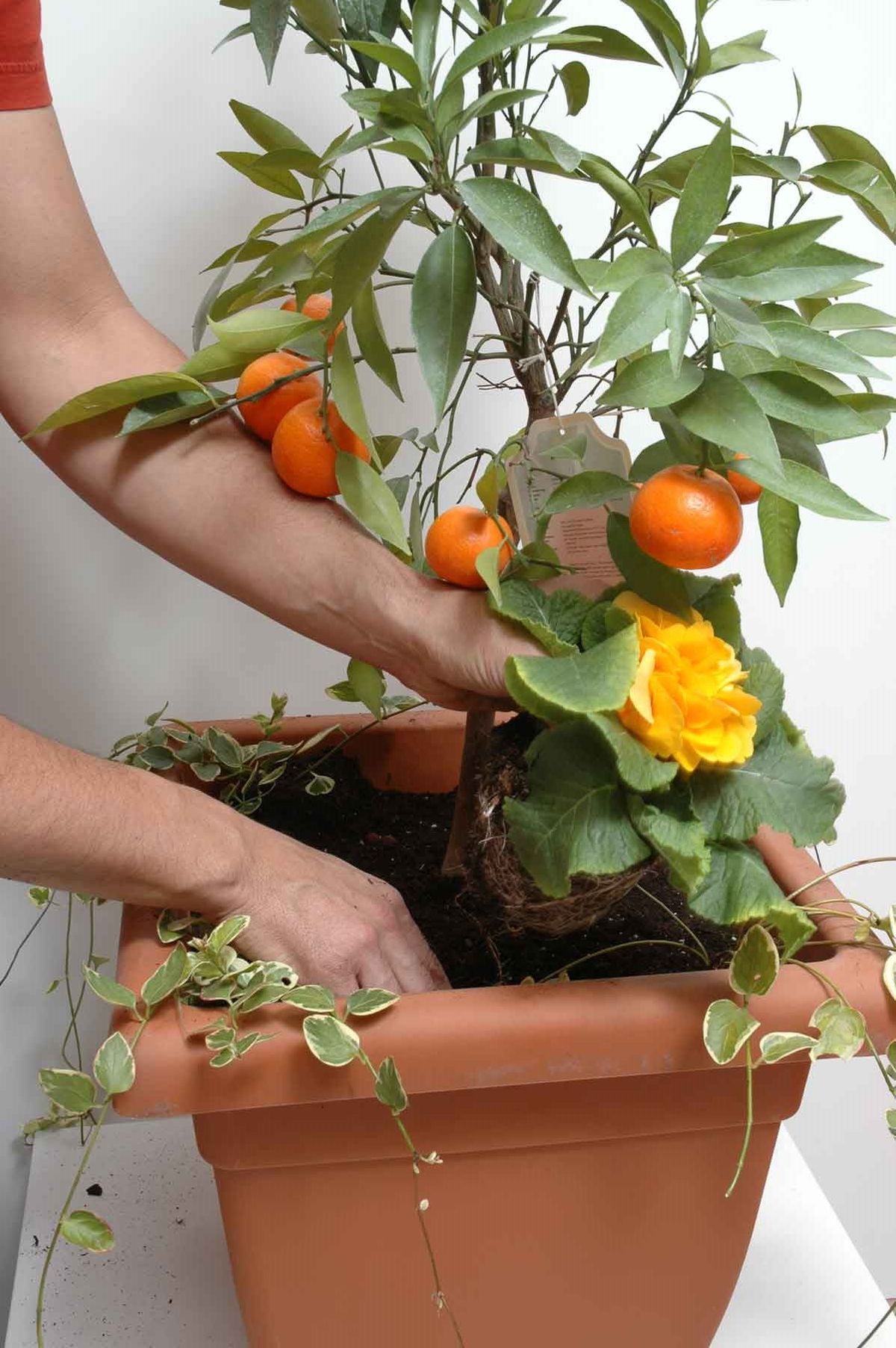 Cítricos enanos en maceta paso 3