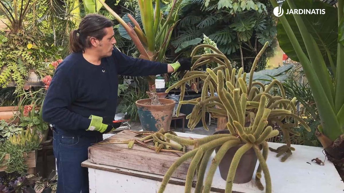 cuidados cleistocactus winteri borzicactus roseiflorus