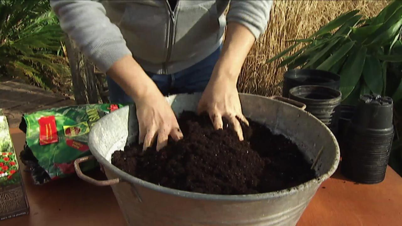 brico 631 jardin reproducir plantas vivaces sustrato