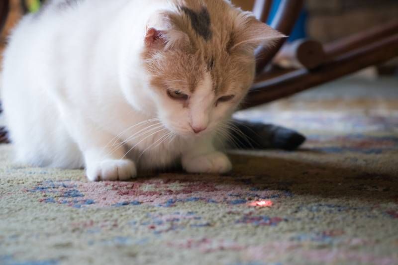 Dirigir la luz de los punteros láser a los ojos de tu gato puede ser peligroso.