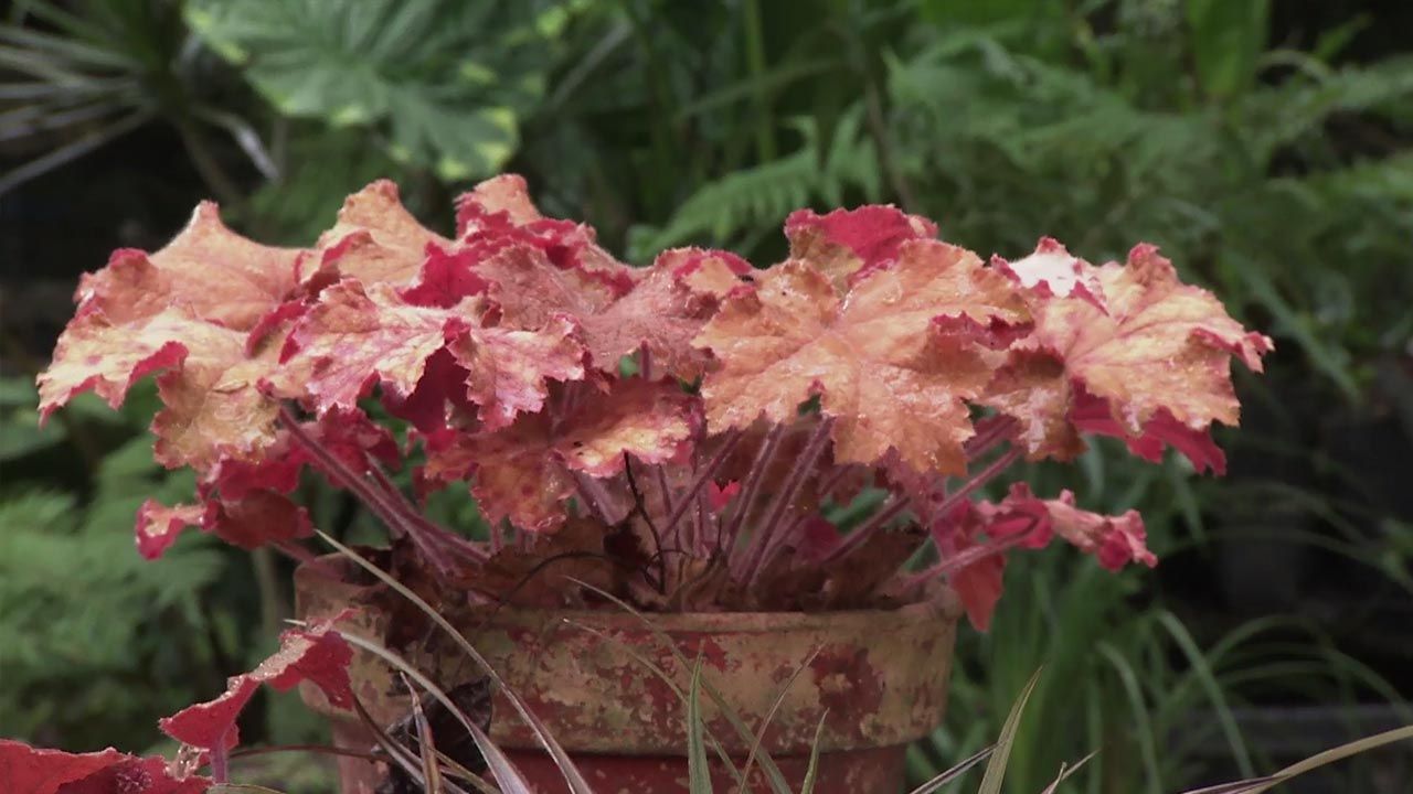 brico 1033 jardineria variedades heucheras