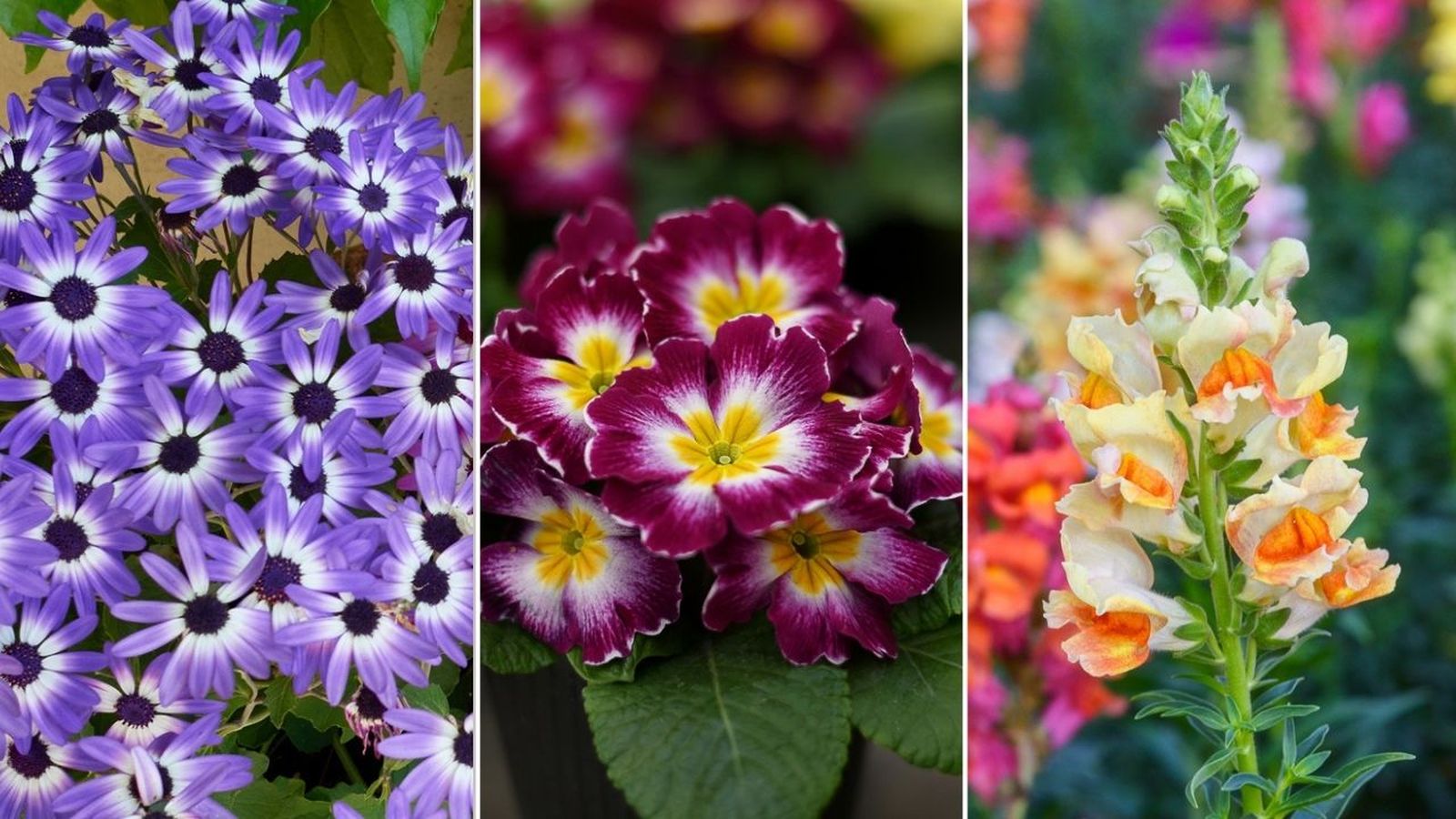 flores de primavera jardinatis nombres y fotos