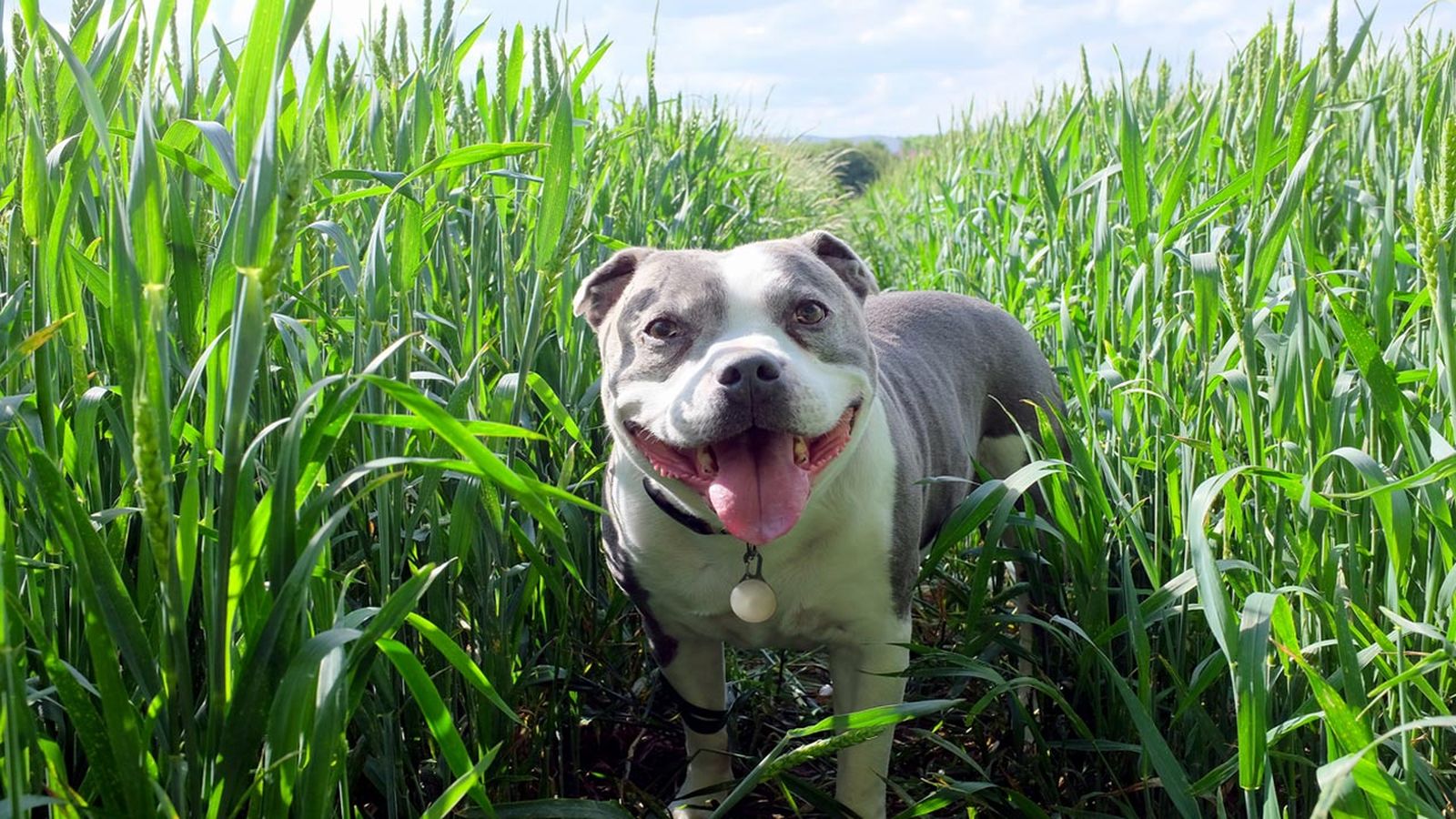 staffie en el campo