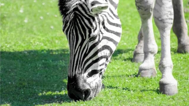 animales herbivoros rumiantes