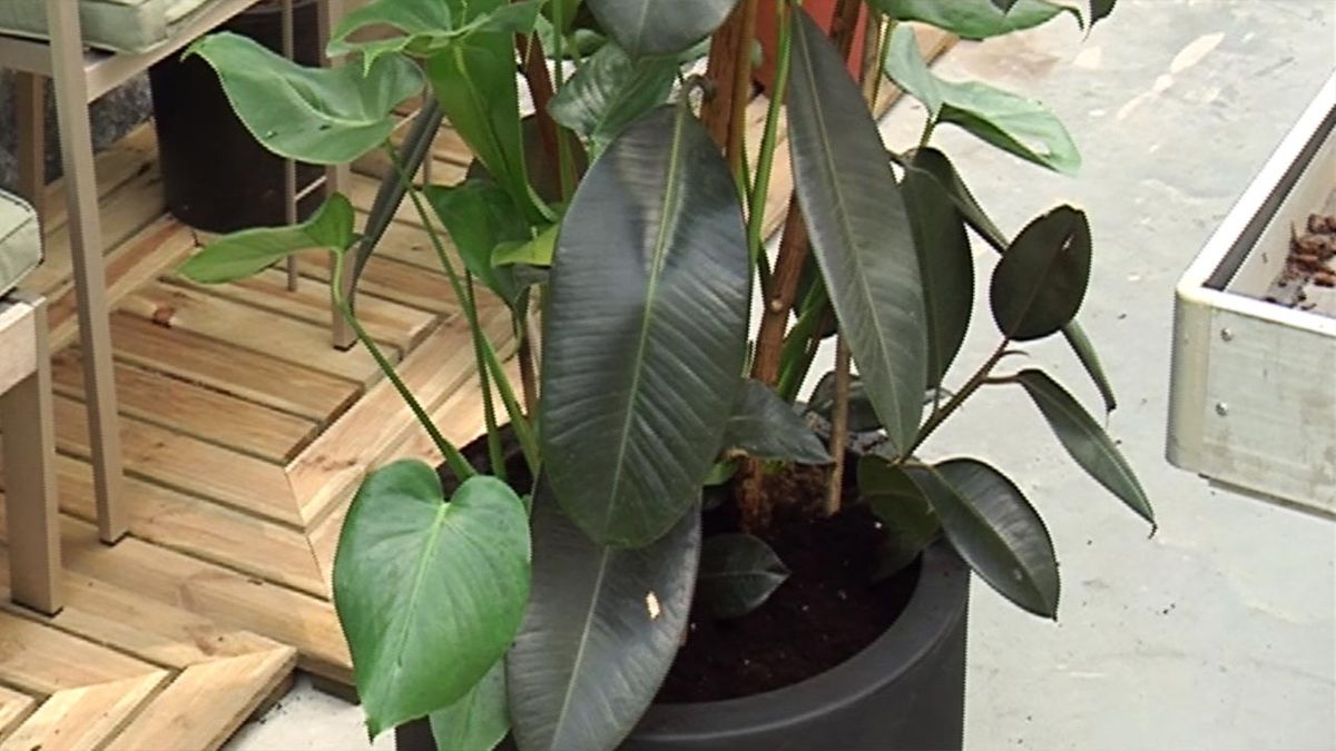 deco 436 ficus elastica costilla de adan