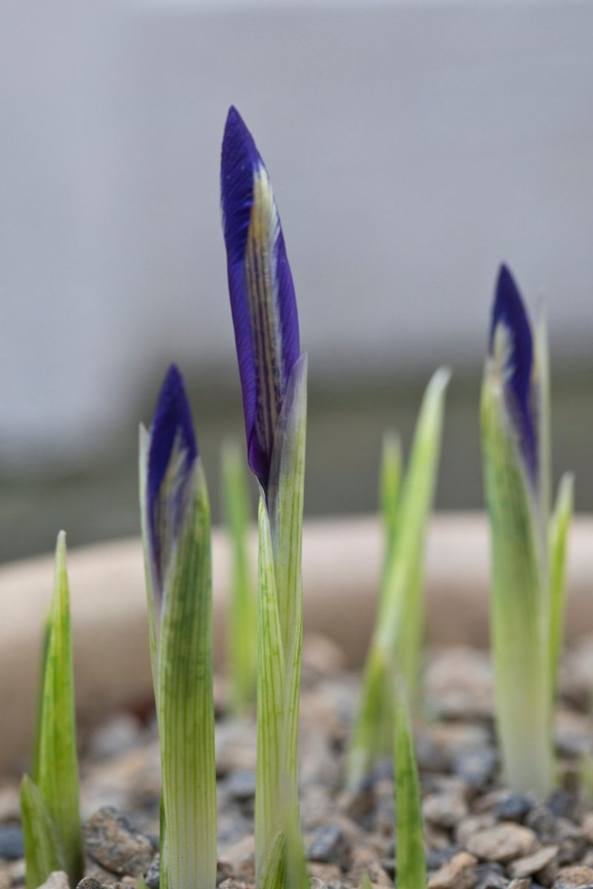 Iris reticulata floreciendo