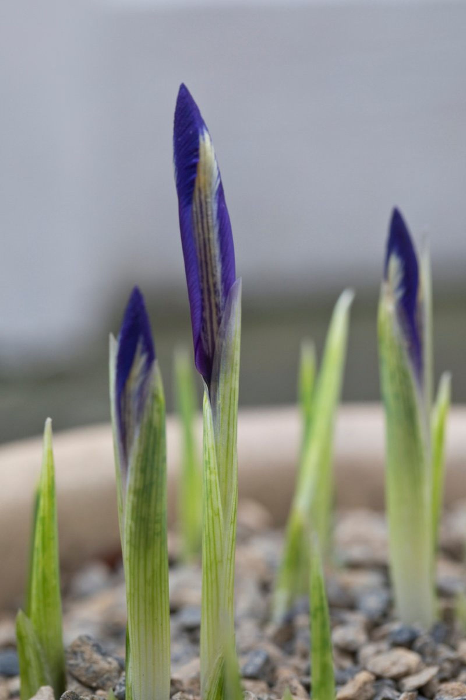 Iris reticulata floreciendo