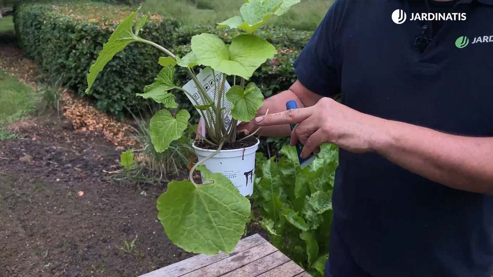 como cultivar la planta de wasabi jardinatis 22 21