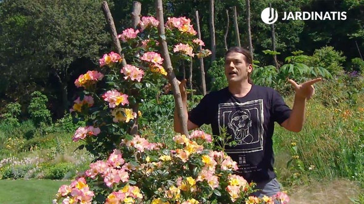 tonalidad flores rosales mutabilisl deco622