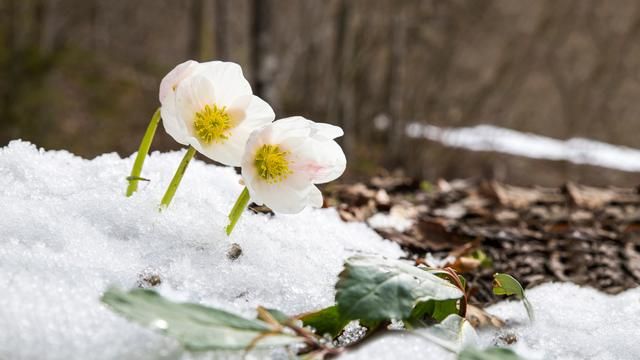 heleboro niger en nieve