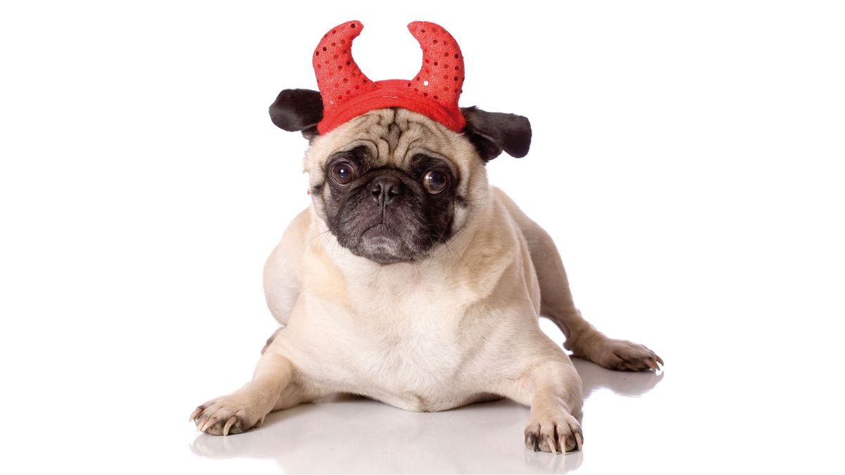 perros disfraz carlino