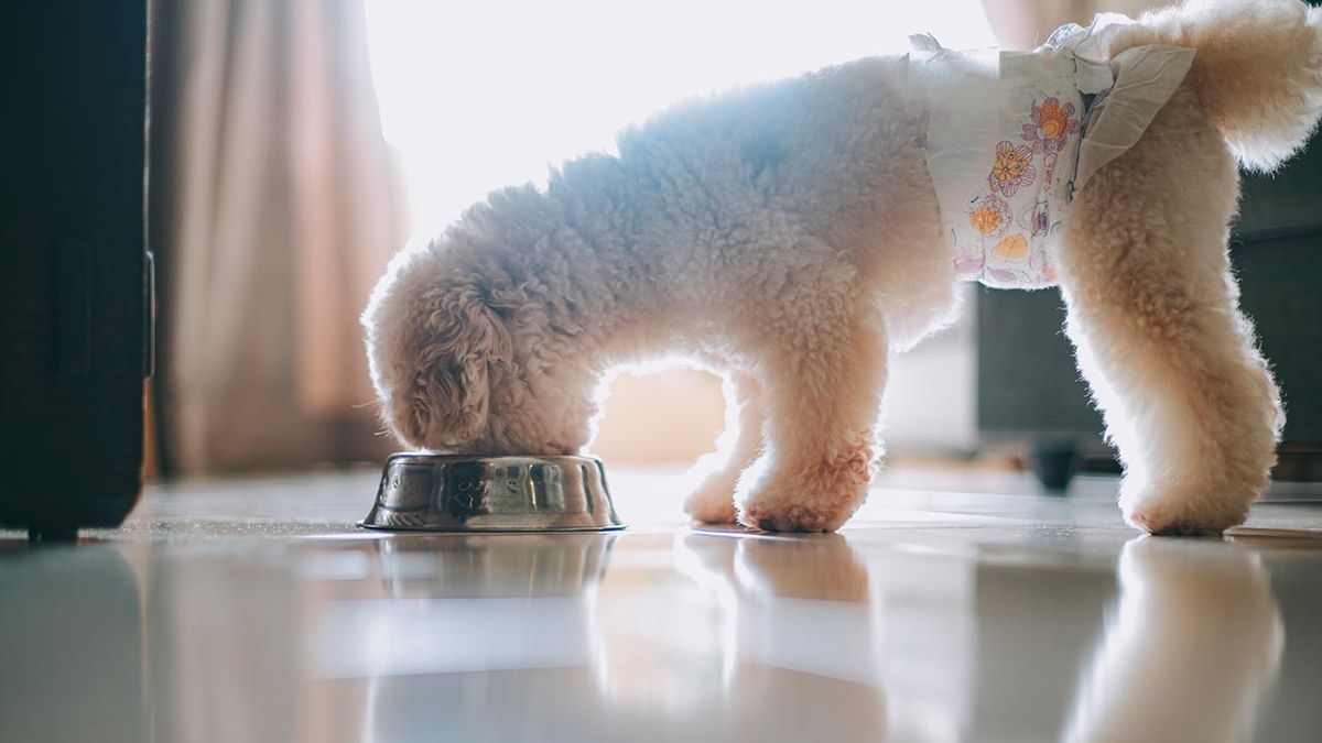 braguitas celo perra 4