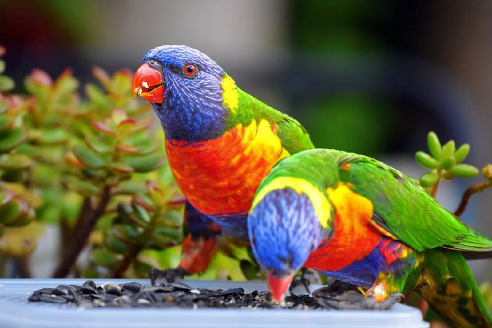 El Lori Arcoiris se caracteriza por tener todos los colores del arco iris en su brillante plumaje,
