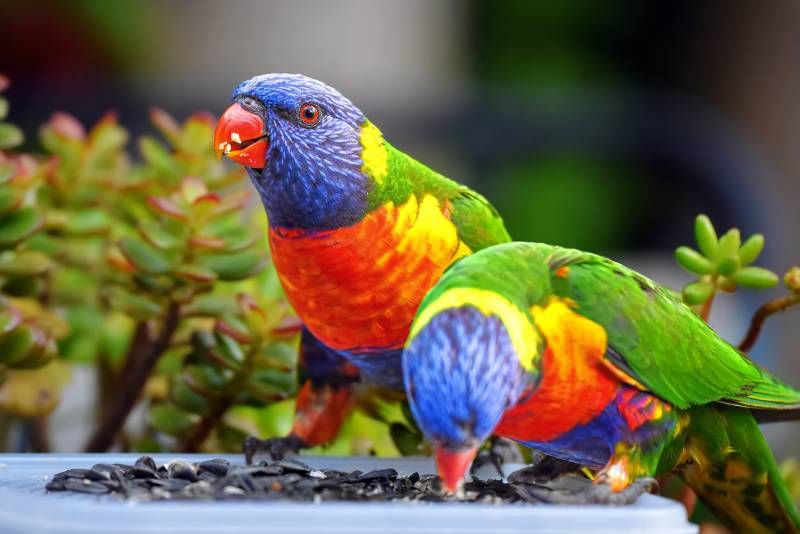 El Lori Arcoiris se caracteriza por tener todos los colores del arco iris en su brillante plumaje,