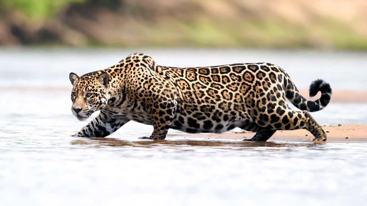 jaguar diferencias leopardo guepardo 5