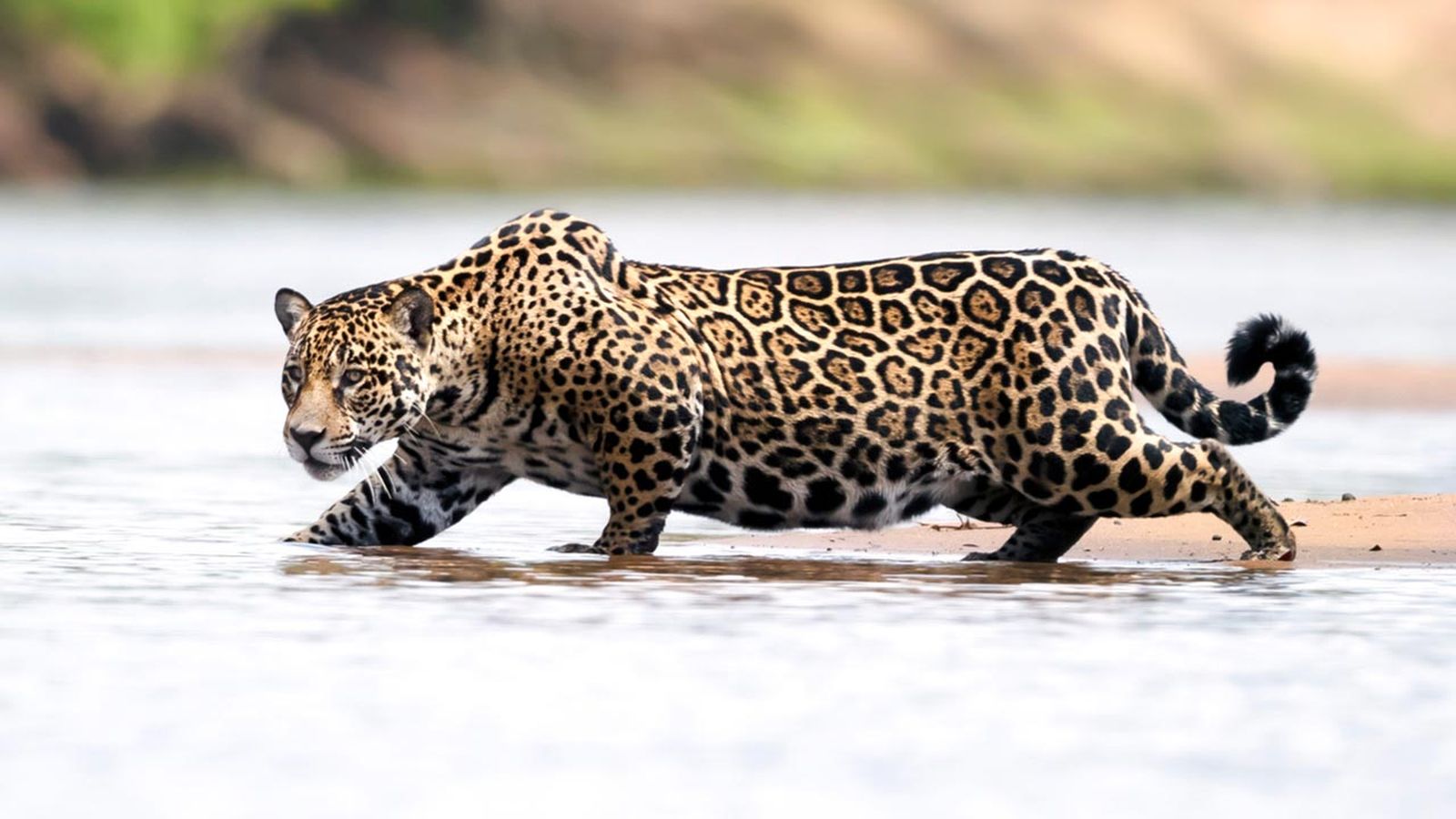 jaguar diferencias leopardo guepardo 5