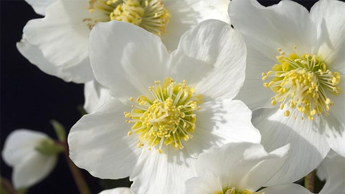 Helleborus niger flor noviembre