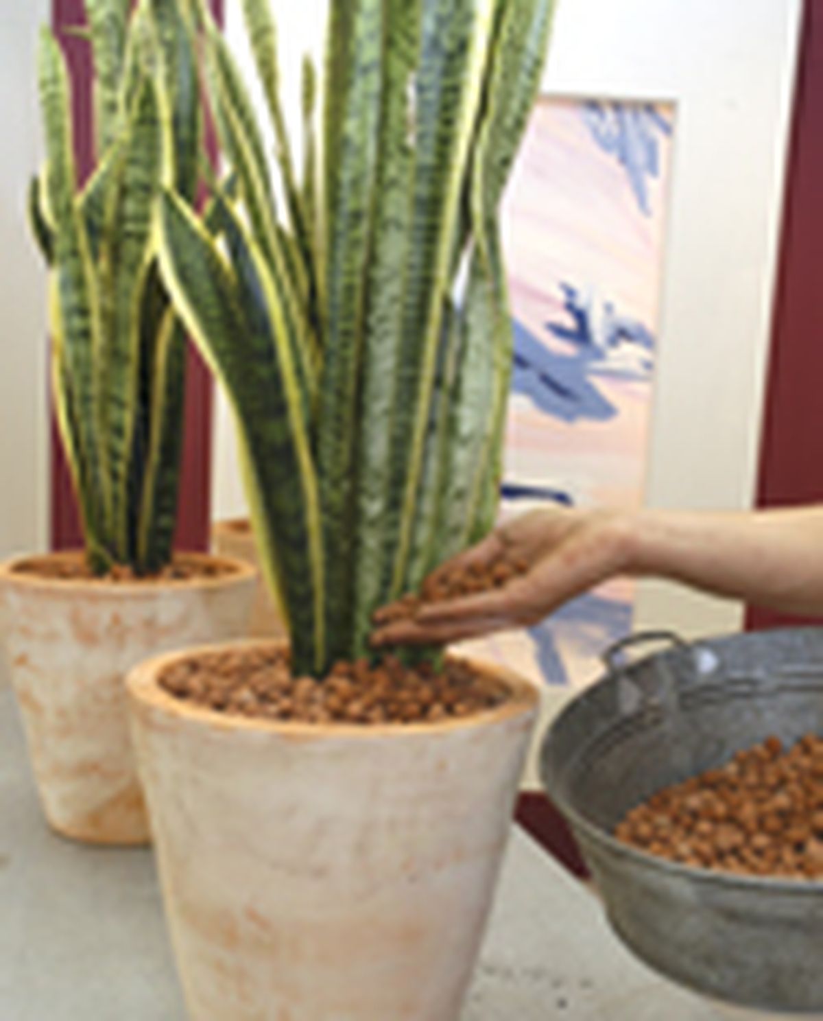 79505 sansevieria p05