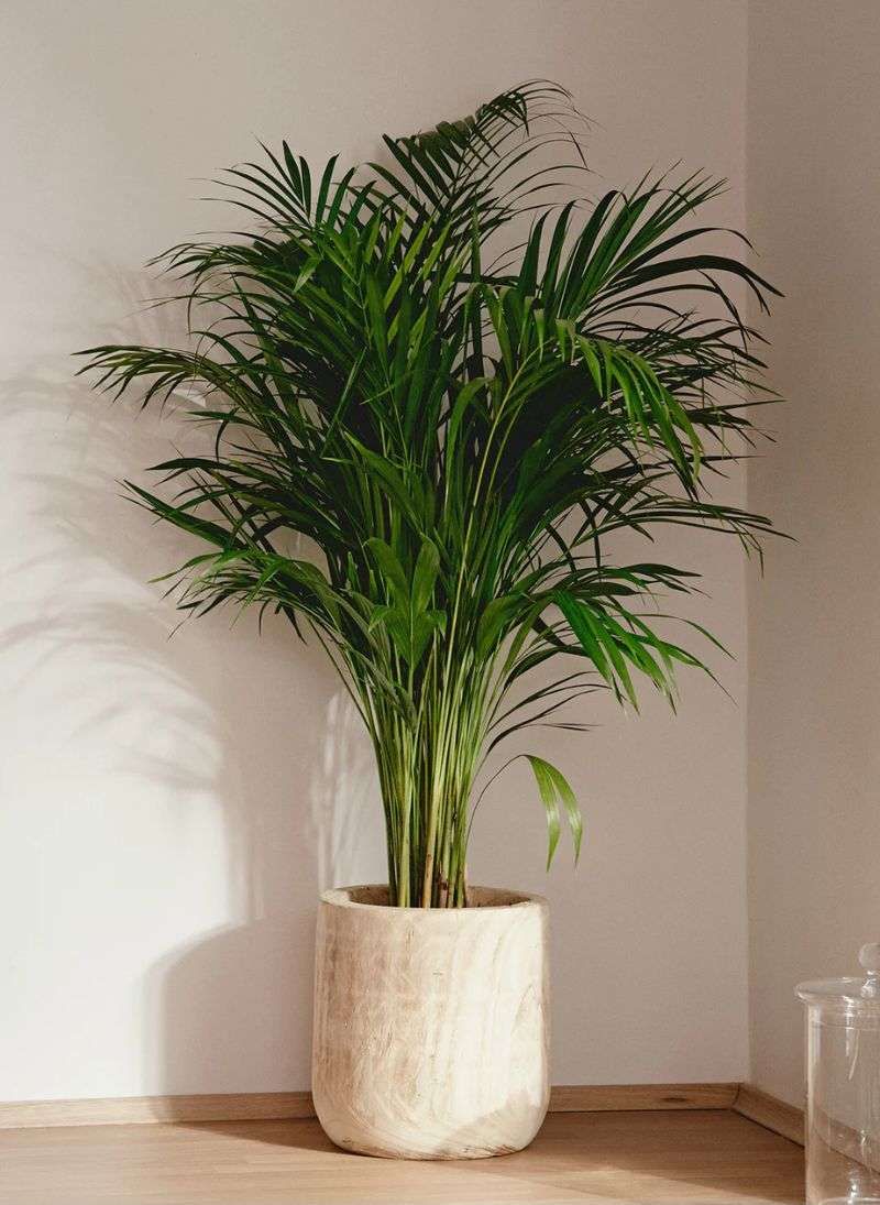 Palma Areca