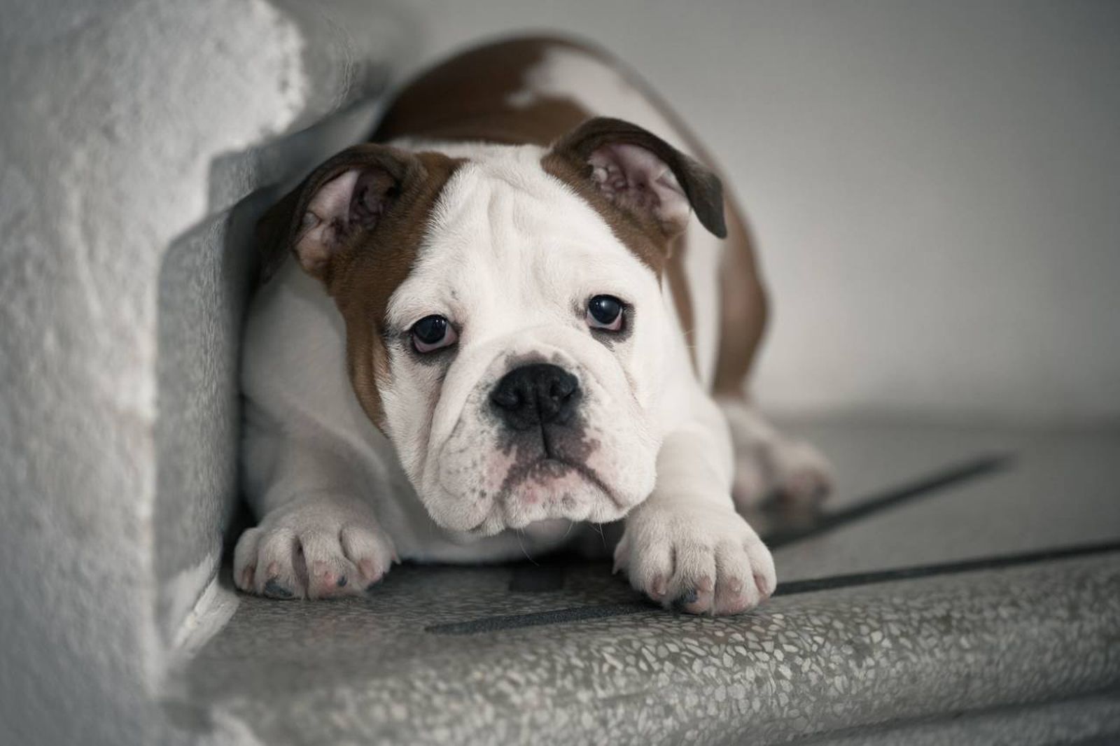 La percepción de un perro dependerá en gran medida de sus experiencias previas y personalidad