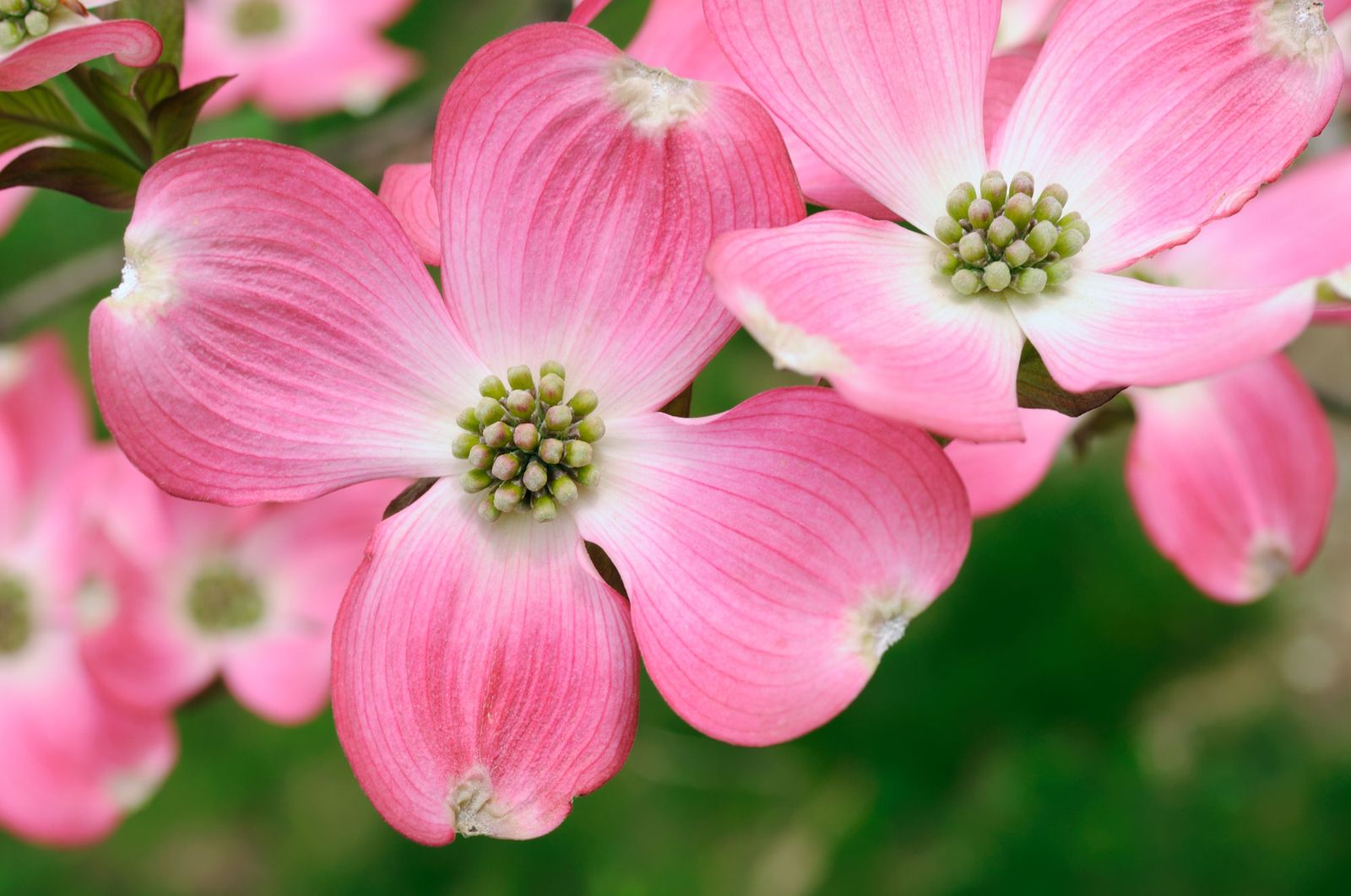 Cornus florida rubra