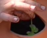 PASO3_Cultivar fresas maceta