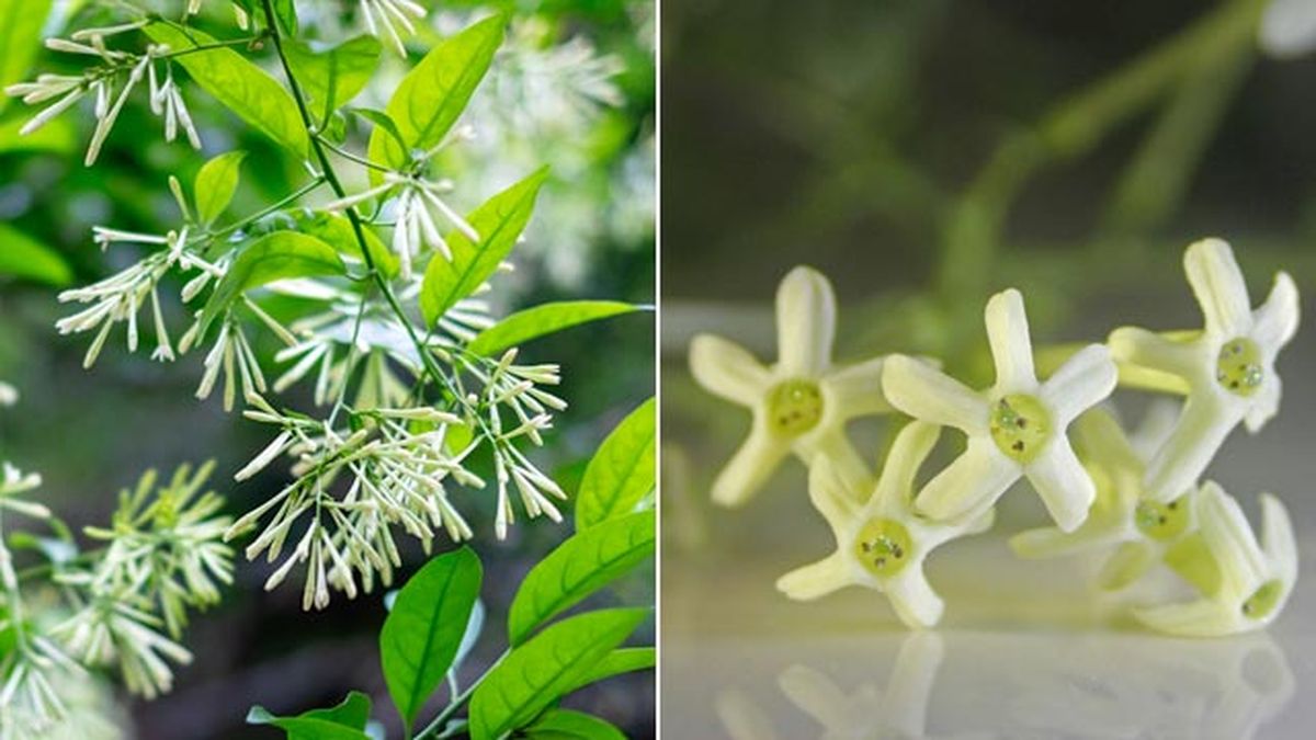 caracteristicas cestrum nocturnum