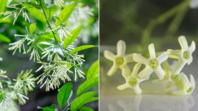 caracteristicas cestrum nocturnum