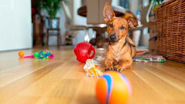 evitar perro destroce casa 3