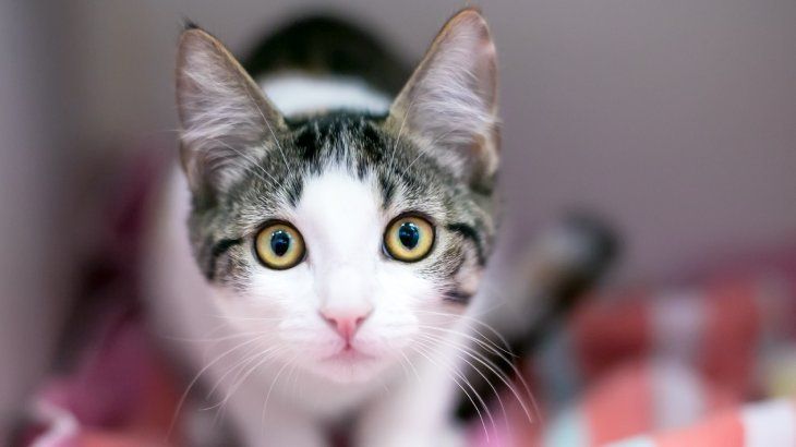 ansiedad en gatos 9