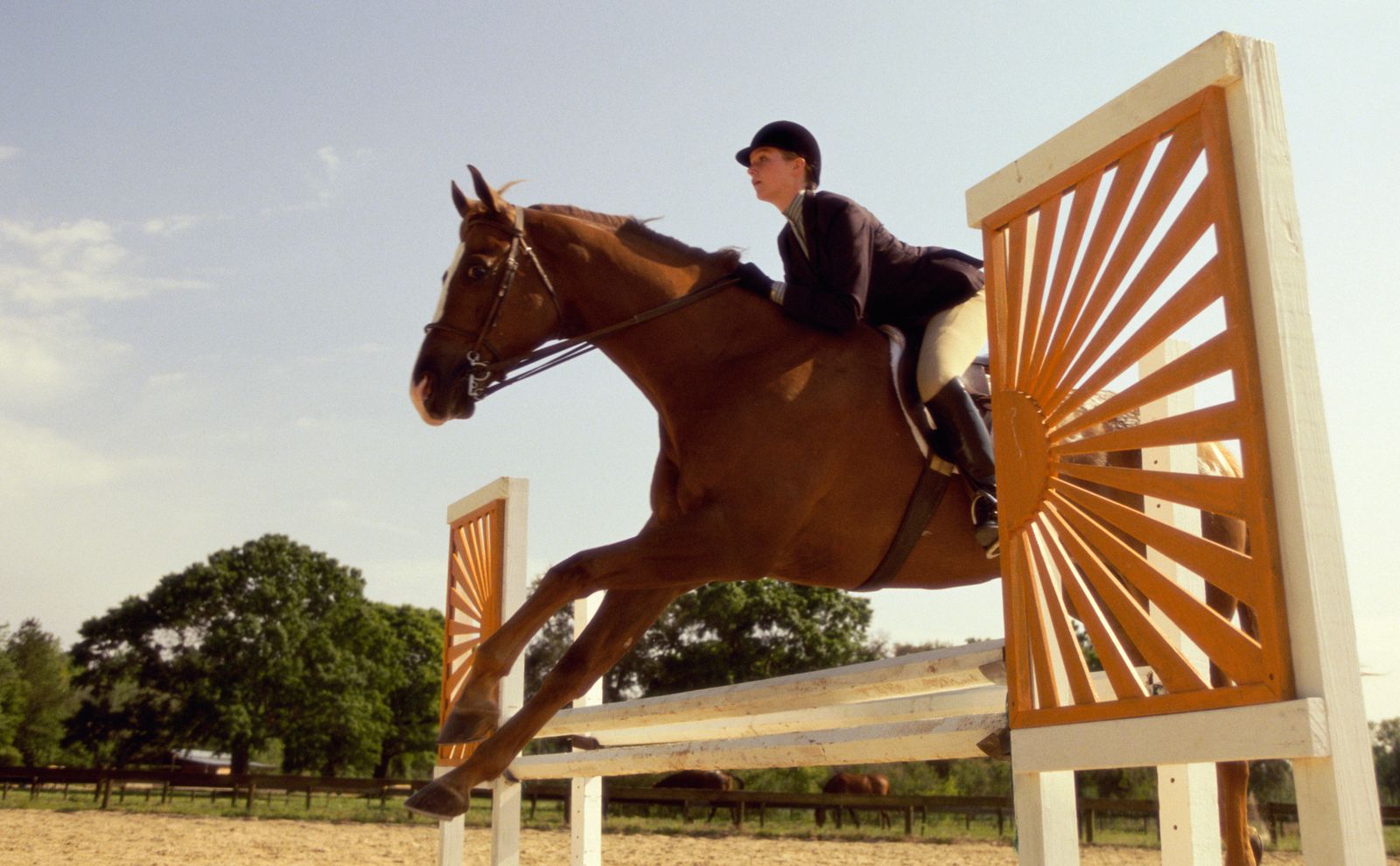 MASCT017 doma paraecuestre xl