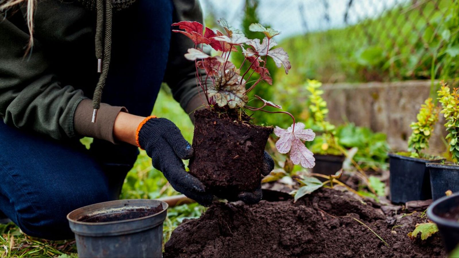 como trasplantar una planta