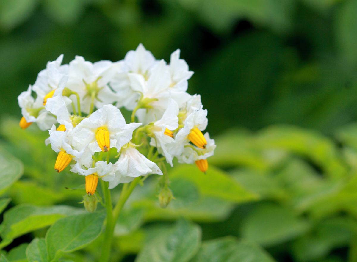 Poda falso jazmin xl