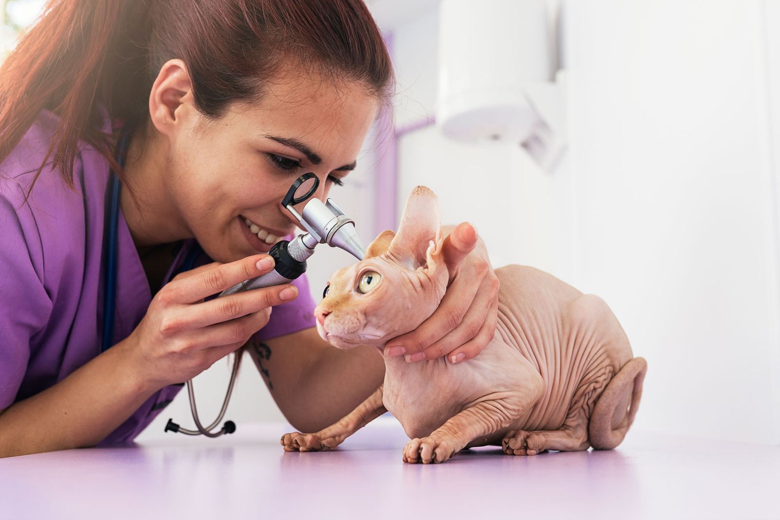 mascotas gatos raza esfinge oidos