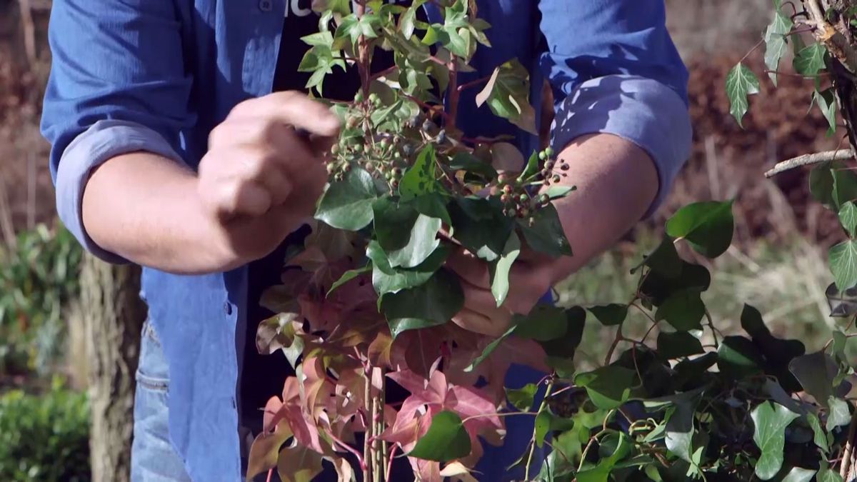 brico 940 3 beneficios hiedra ecosistema frutos